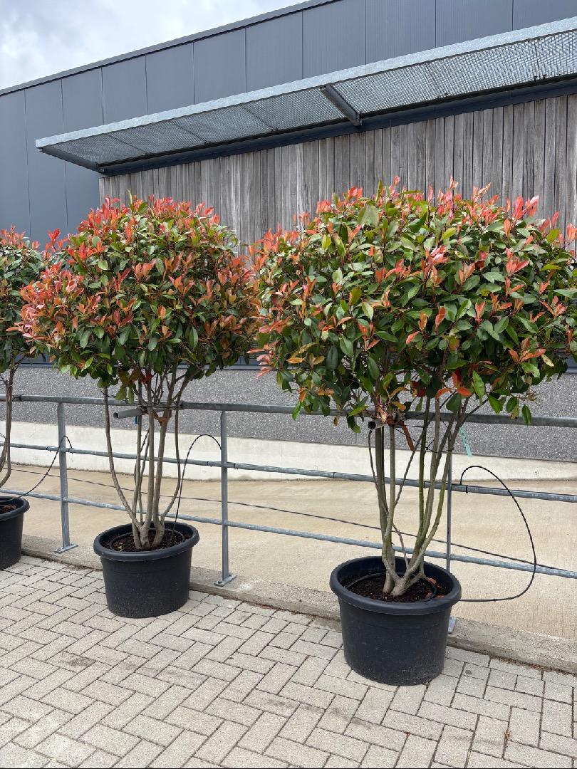 HUUR: Photinia fraseri 'Red Robin' - Glansmispel MEERSTAMMIG 175-200cm