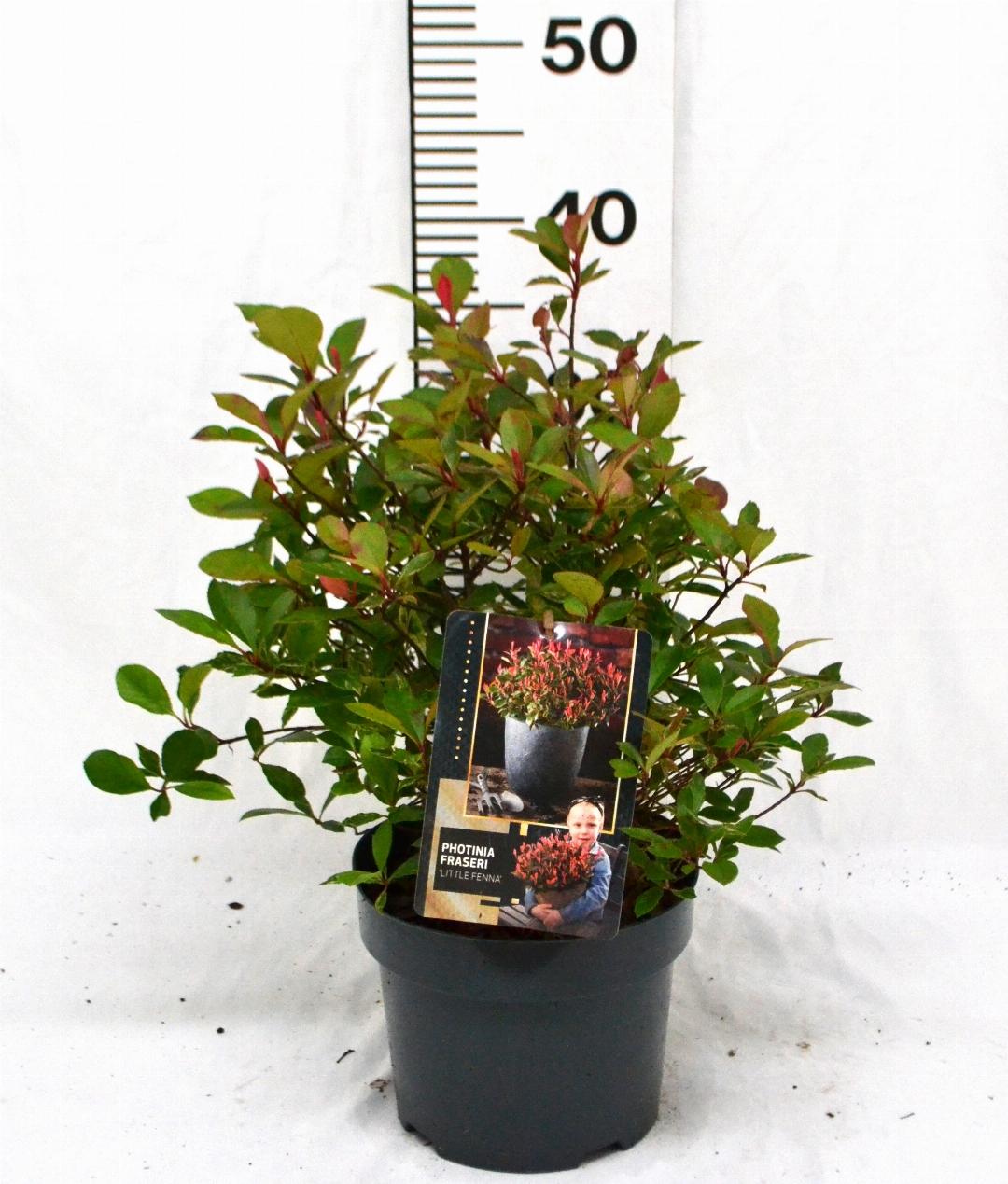 Photinia fraseri 'Little Fenna' C3