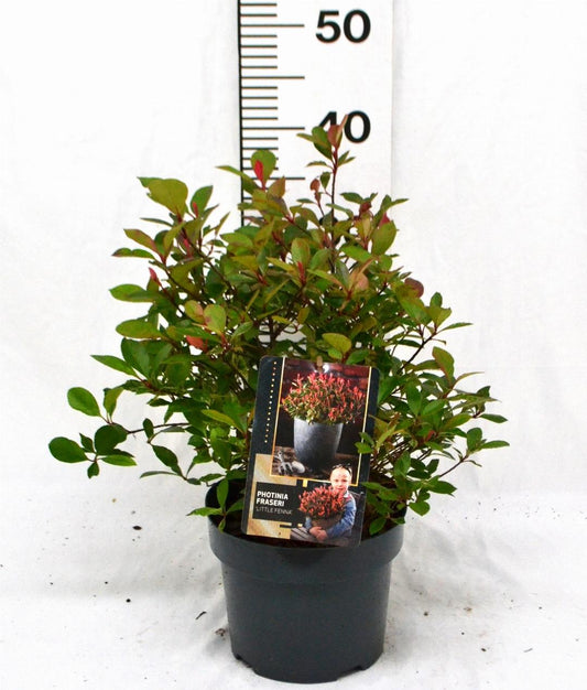 Photinia fraseri 'Little Fenna' C3