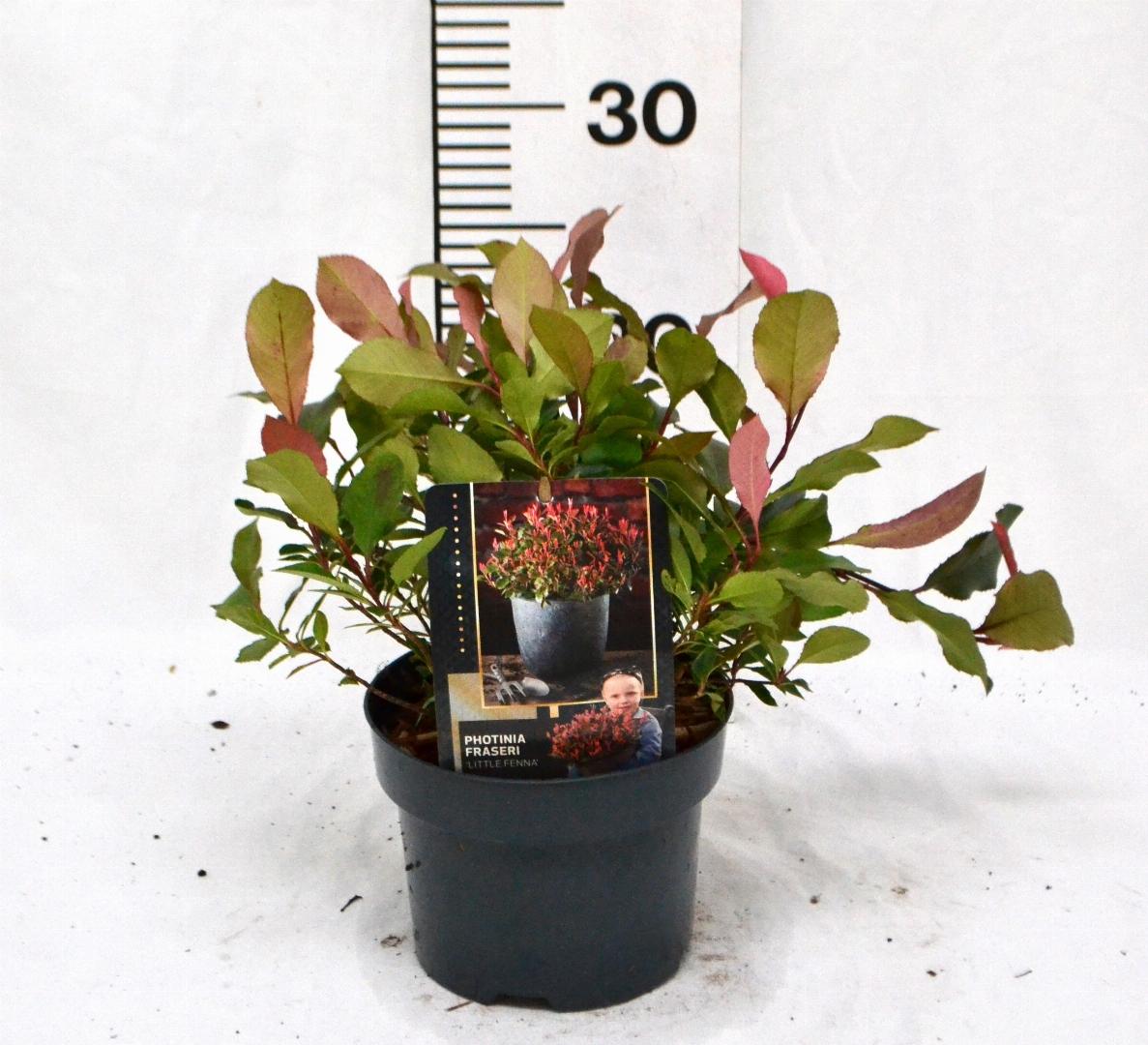Photinia fraseri 'Little Fenna' C2