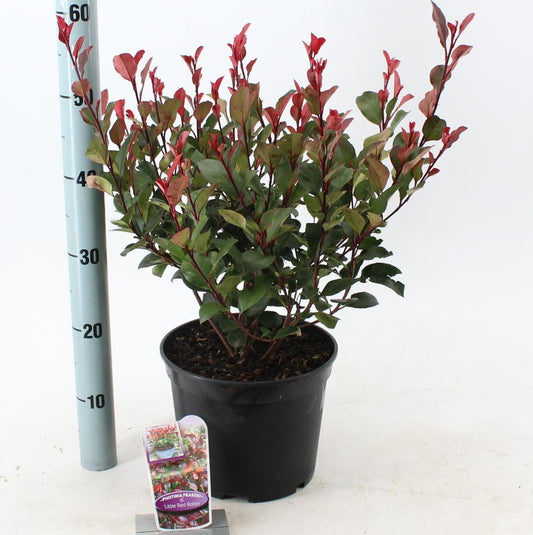 Photinia fraseri 'Little Red Robin' C5
