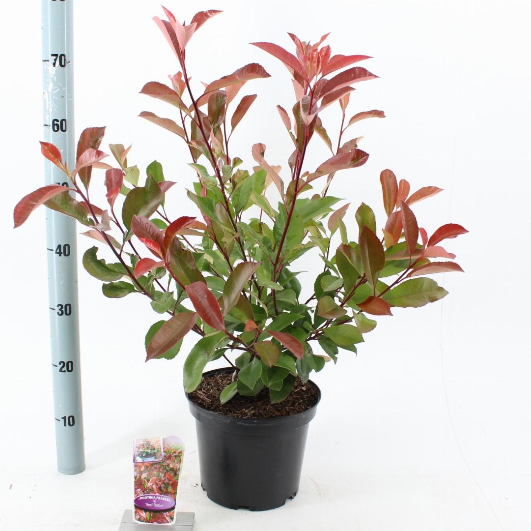 Photinia fraseri 'Red Robin' C5