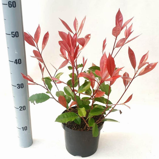 Photinia fraseri 'Red Robin' C3