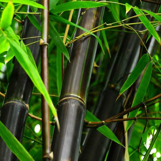 Phyllostachys nigra - Woekerende bamboe C7.5 125/175cm