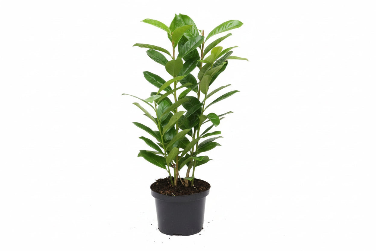 Prunus laurocerasus Novita - 40-50, C3