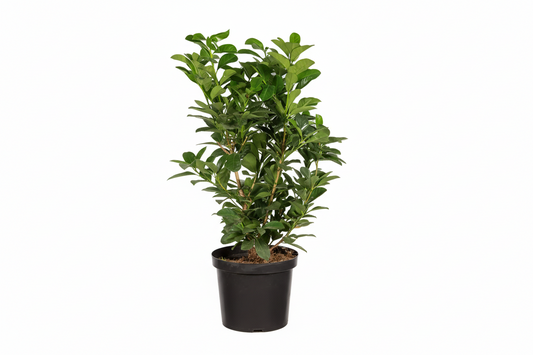 Prunus laurocerasus Etna - 50-60, C5