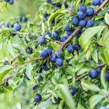 Prunus spinosa