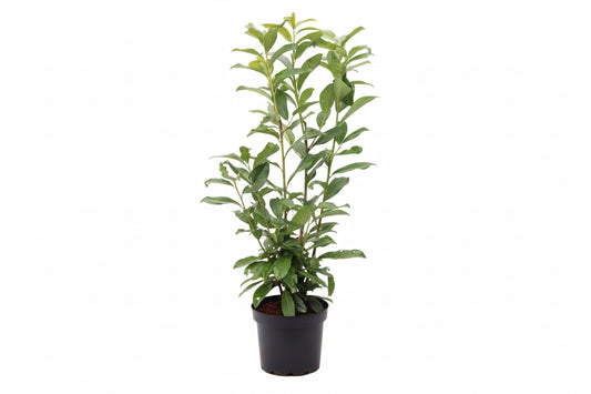 Prunus laurocerasus Genolia - 50-60, C5