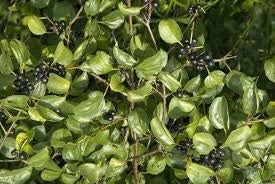 Wegedoorn - Rhamnus cathartica blote wortel