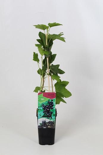 Ribes nigrum 'Titania' 60cm, c1,7