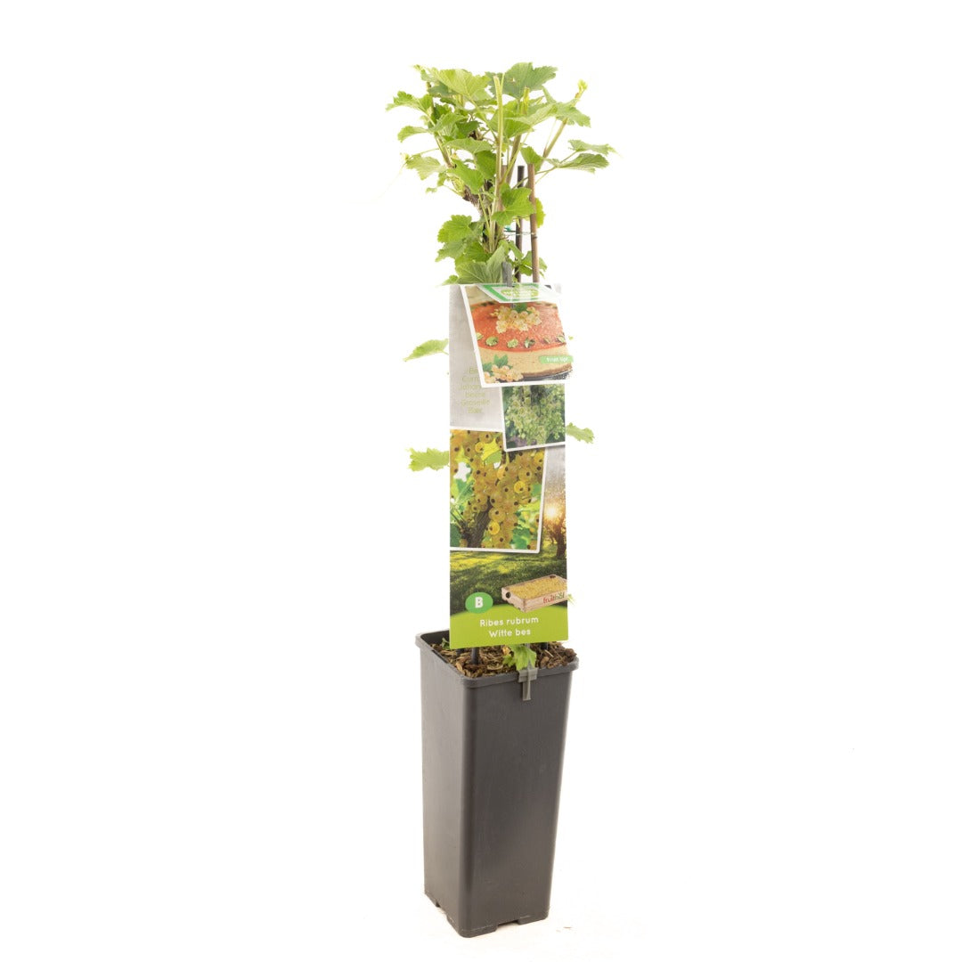 Ribes rubrum Wit 60cm, c1,7