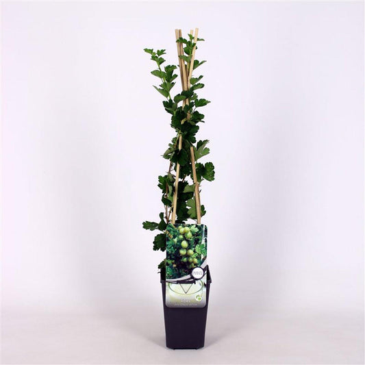 Ribes uva-crispa 'Hinnonmaki geel' 60cm, c1,7