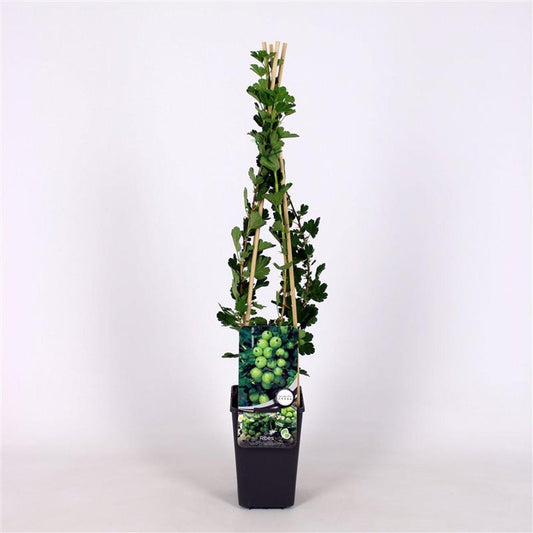 Ribes uva-crispa 'Hinnonmaki groen' 60cm, c1,7