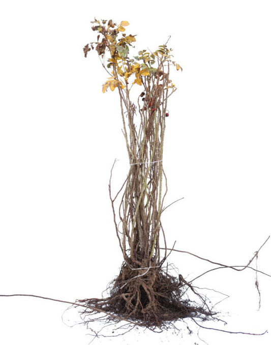 Rosa rugosa 'Rubra' - Rimpelroos blote wortel