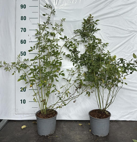 Rosa (o) canina C2 60-80cm