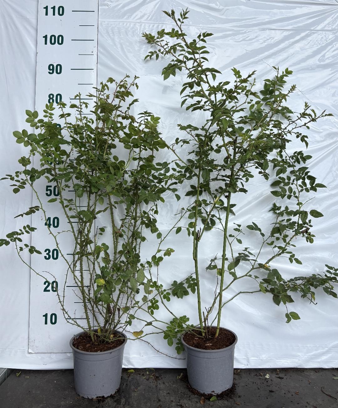 Rosa (o) rubiginosa C2 60-80cm
