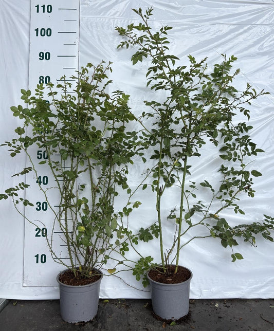 Rosa (o) rubiginosa C2 60-80cm