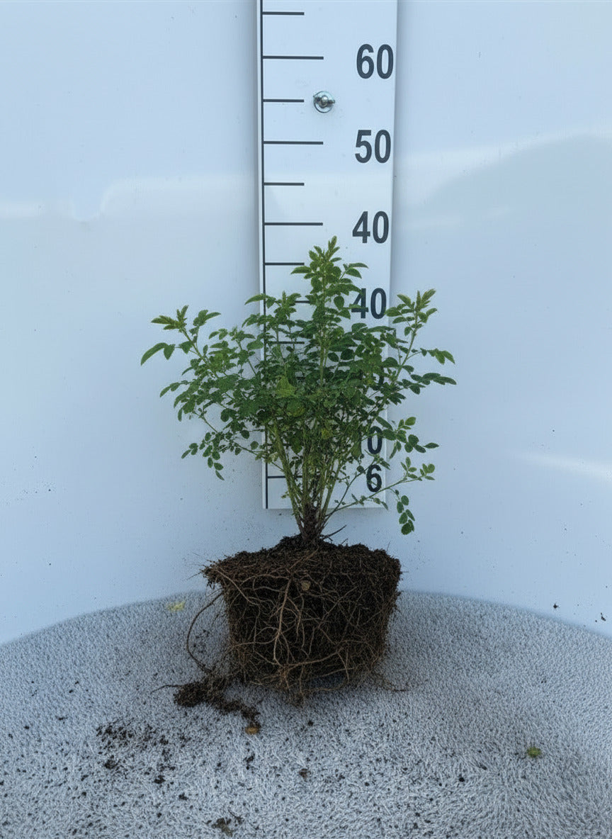 Rosa spinosissima - Duinroos blote wortel