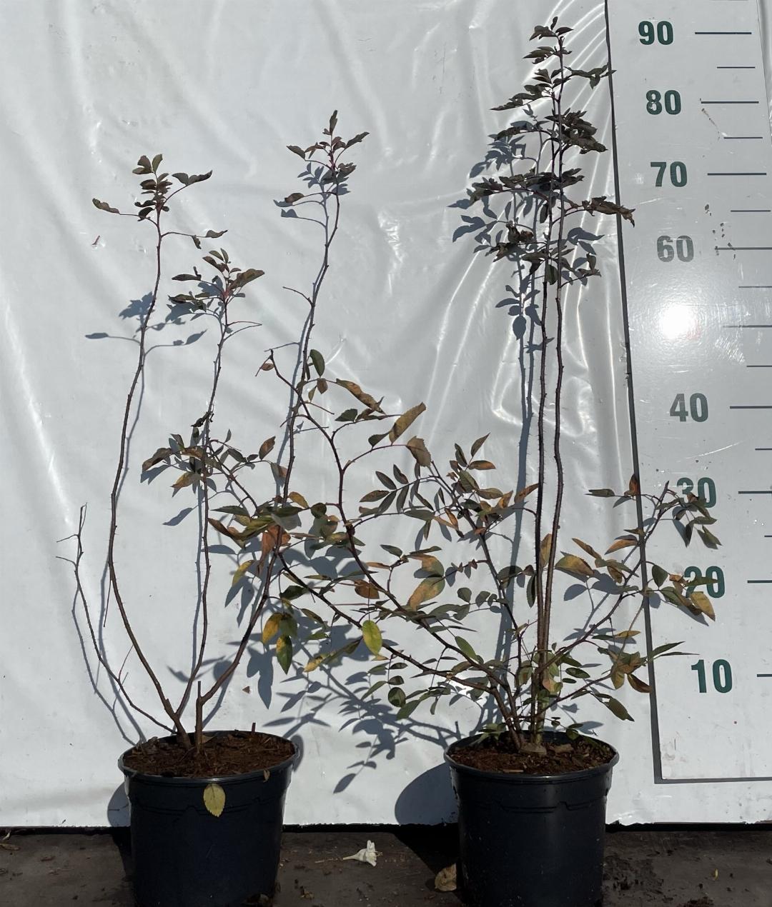Rosa glauca C2 40-60cm