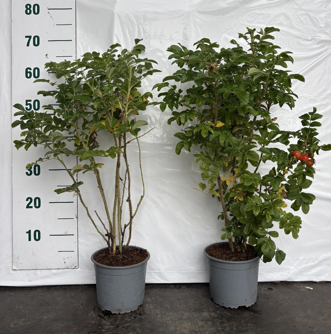 Rosa rugosa C2 40-60cm