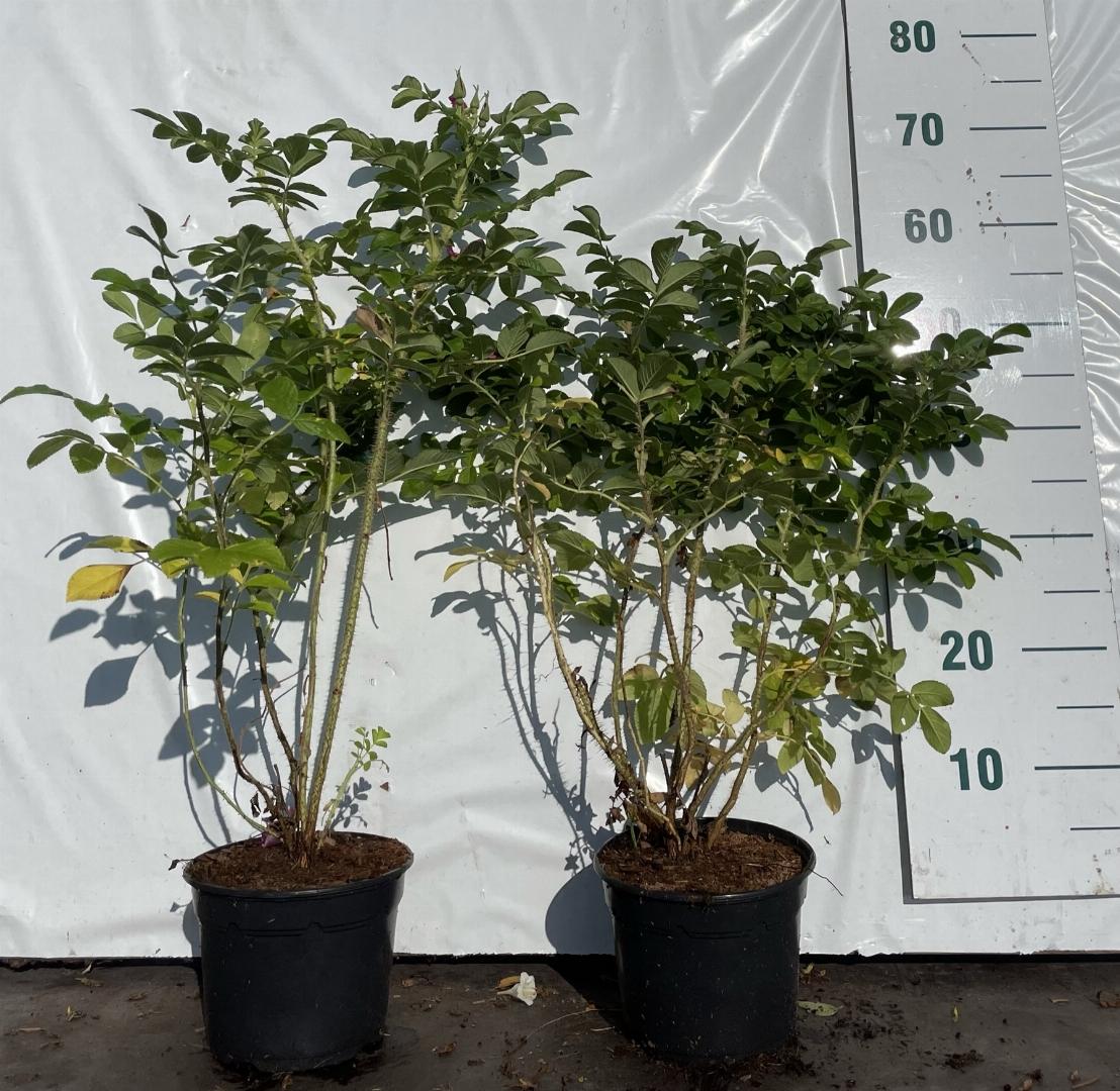 Rosa rugosa alba C2 40-60cm