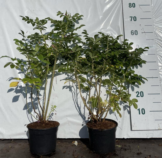 Rosa rugosa alba C2 40-60cm