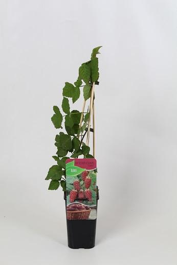 Rubus 'Tayberry' 60cm, c1,7
