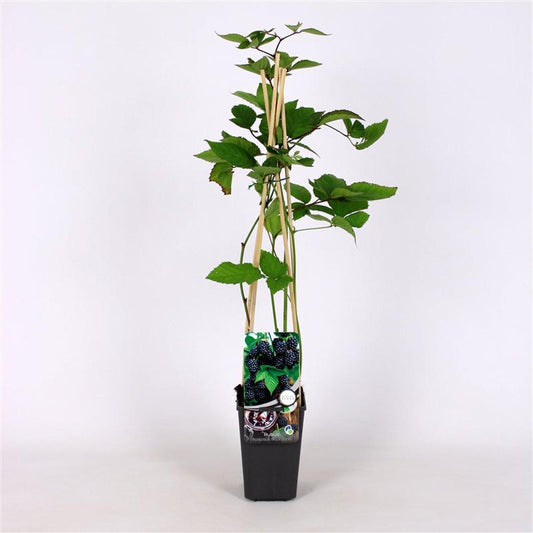 Rubus fruticosus Black Satin - 60-70, C2, STOK