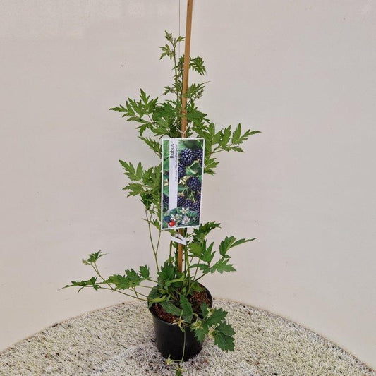 Rubus fruticosus Thornless Evergreen - 70-80, C2, STOK