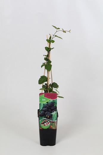 Rubus fruticosus 'Black Satin' 60cm, c1,7