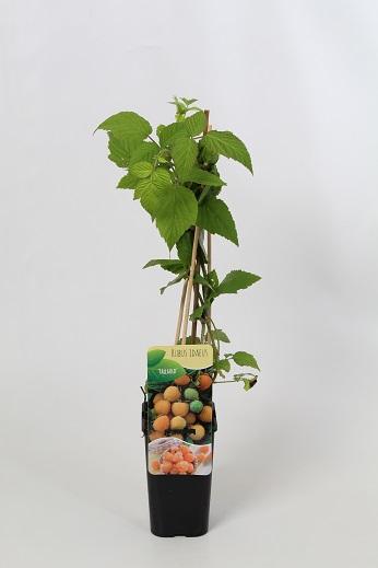 Rubus idaeus 'Fallgold' 60cm, c1,7