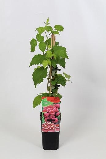 Rubus idaeus 'Malling Promise' 60cm, c1,7