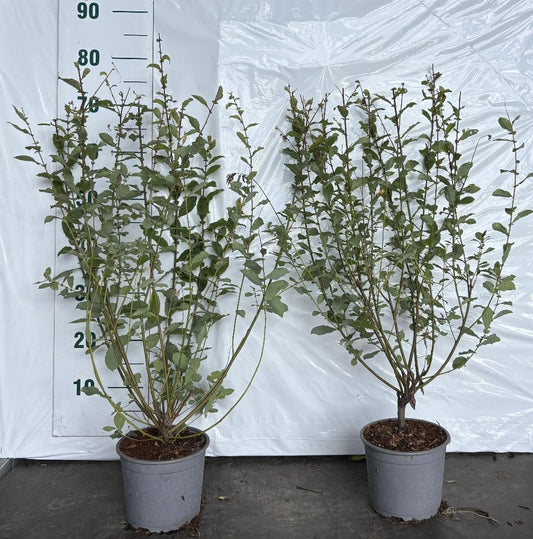 Salix aurita C2 60-80cm