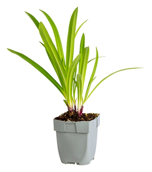 Agapanthus African - Queen p11