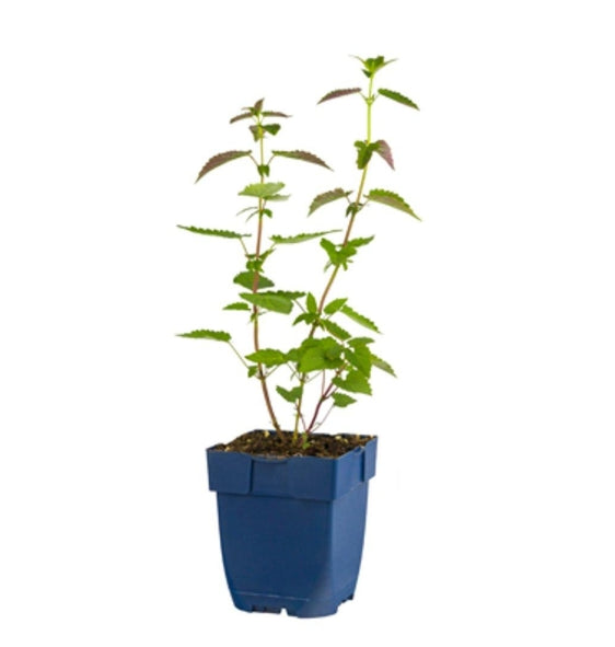 Agastache Black - Adder p11