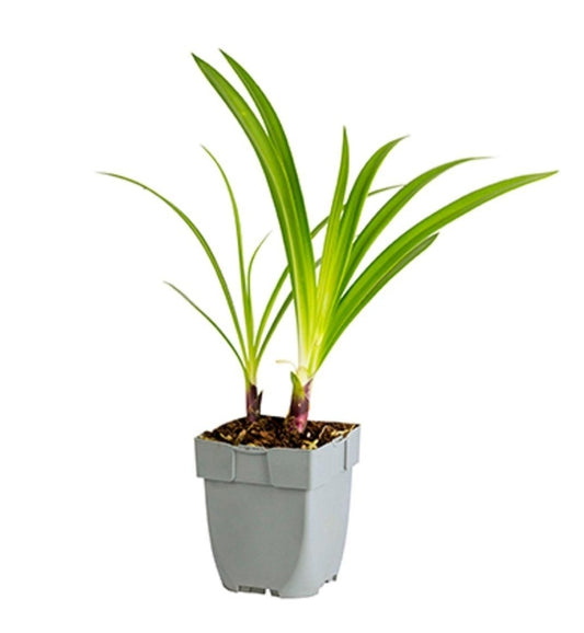 Agapanthus Enigma p11