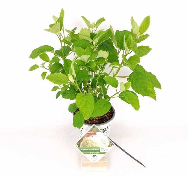 Hydrangea arborescens Strong Annabelle 40-50, C3