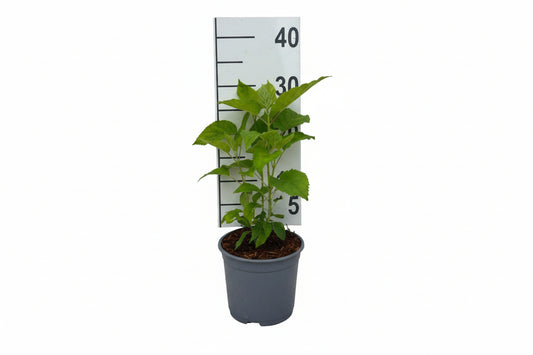 Hydrangea arborescens 'Annabelle' C2 30-40cm