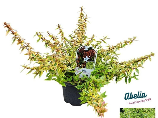 Abelia Edward Goucher 25-30, C3