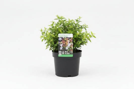 Abelia grandiflora 'Francis Mason' C3