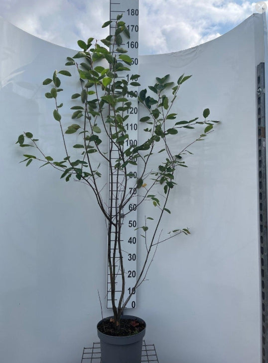 Amelanchier lamarckii 175-200, C7.5