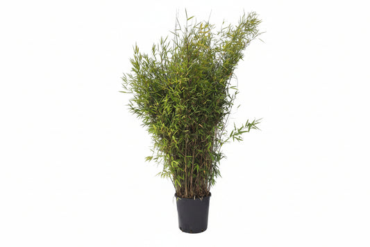 Fargesia nitida 'Black Pearl' 125-150cm C15
