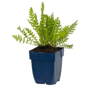 Achillea filipendulina Cloth of Gold P11