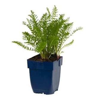 Achillea millefolium Summer Pastels Mix P11