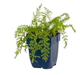 Achillea millefolium Paprika - Duizendblad P11