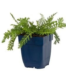Achillea Terracotta