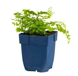 Adiantum pedatum - Venushaar Varen P11