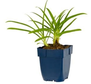 Agapanthus africanus - Afrikaanse lelie P11