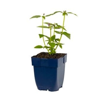 Agastache Blue Fortune - Dropplant P11