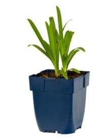 Agapanthus africanus 'Albus' Witte afrikaanse lelie
